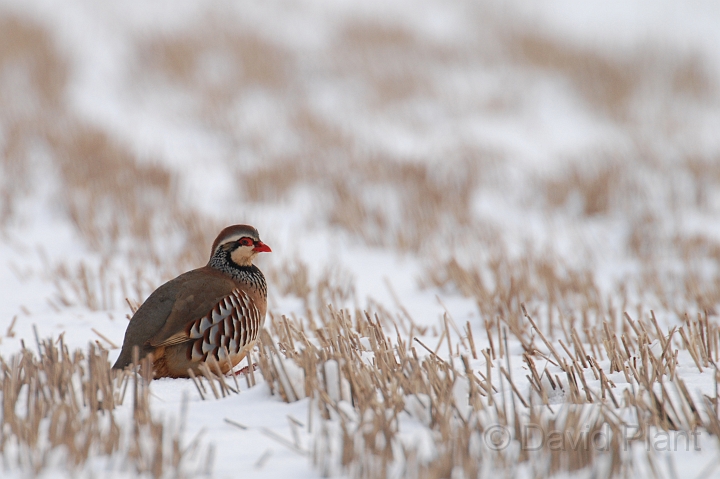Red-legged partridge - A.jpg - Red-legged partridge in the snow - Gloucestershire